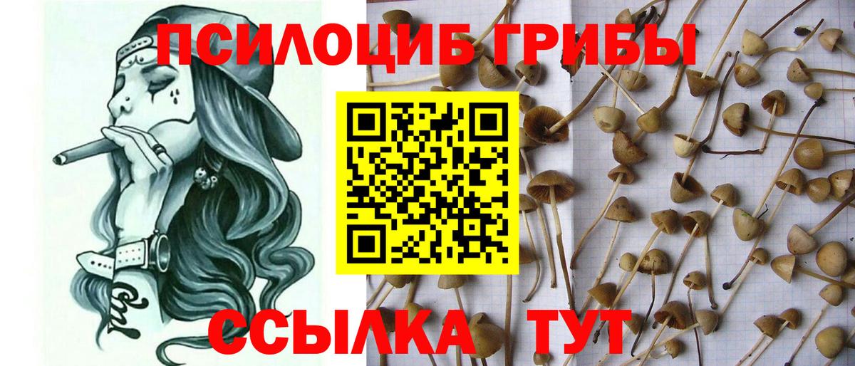 Галлюциногенные грибы Psilocybine cubensis Скопин