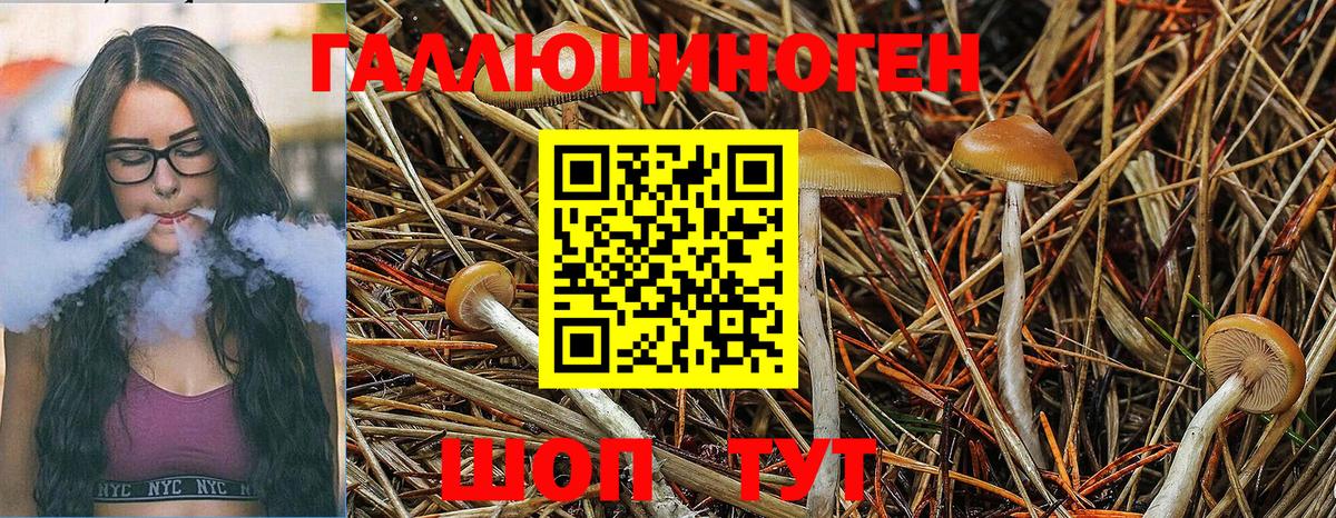 Скопин  Псилоцибиновые грибы MAGIC MUSHROOMS  Вход с VPN 